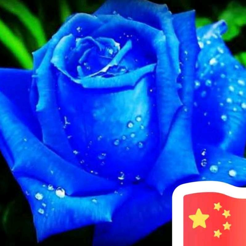 烟锁池塘柳BSR