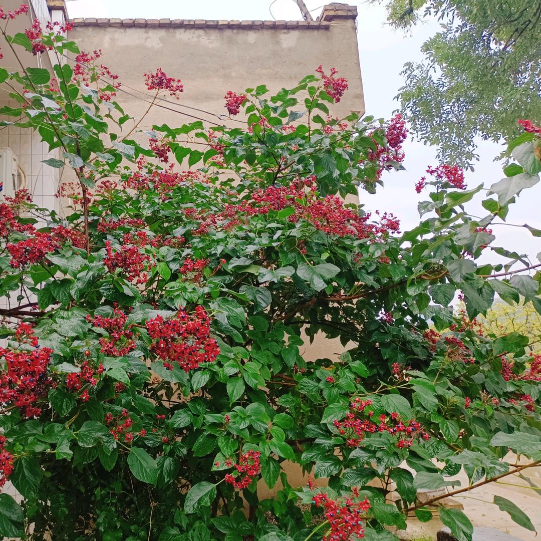 梅花鹿