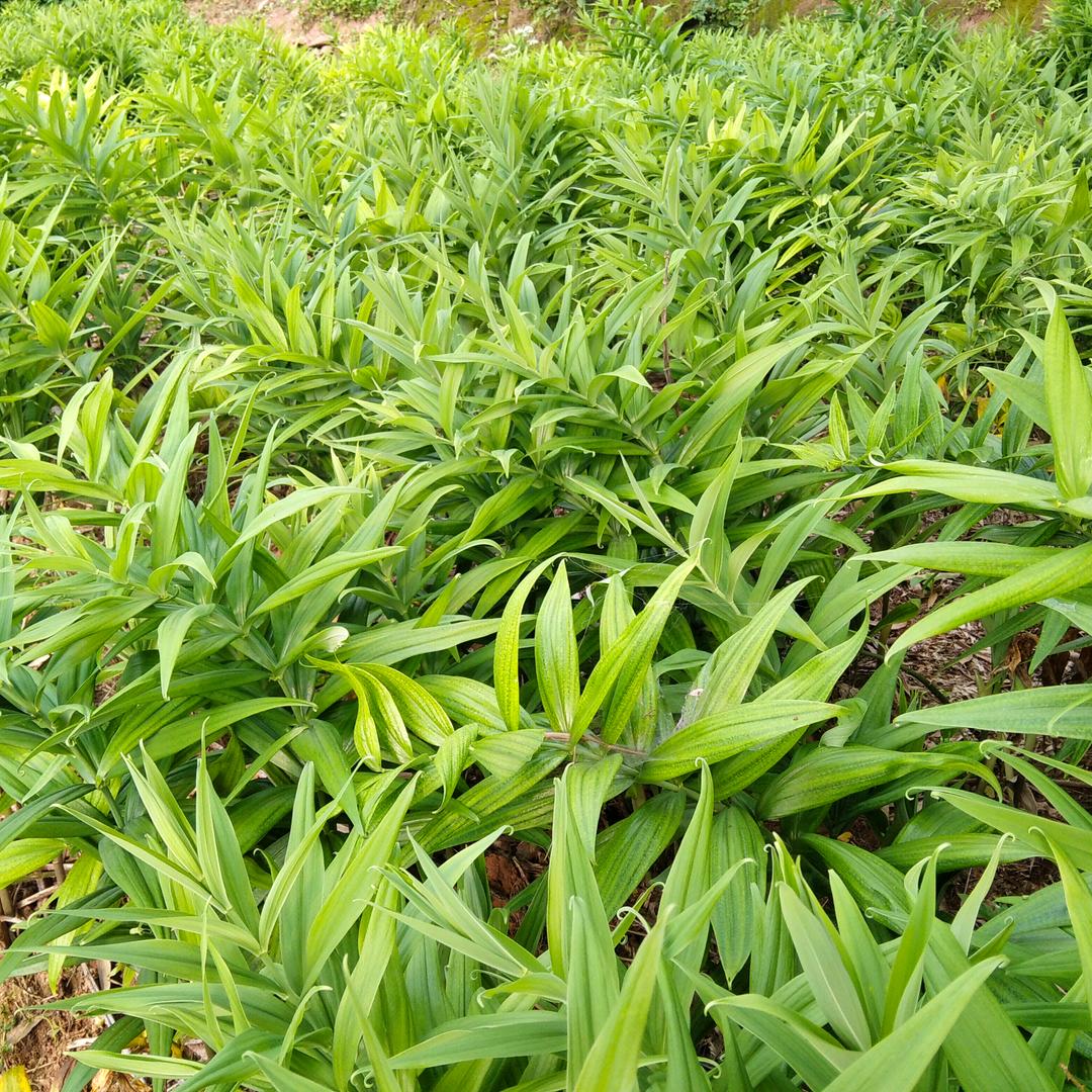 黄精茶