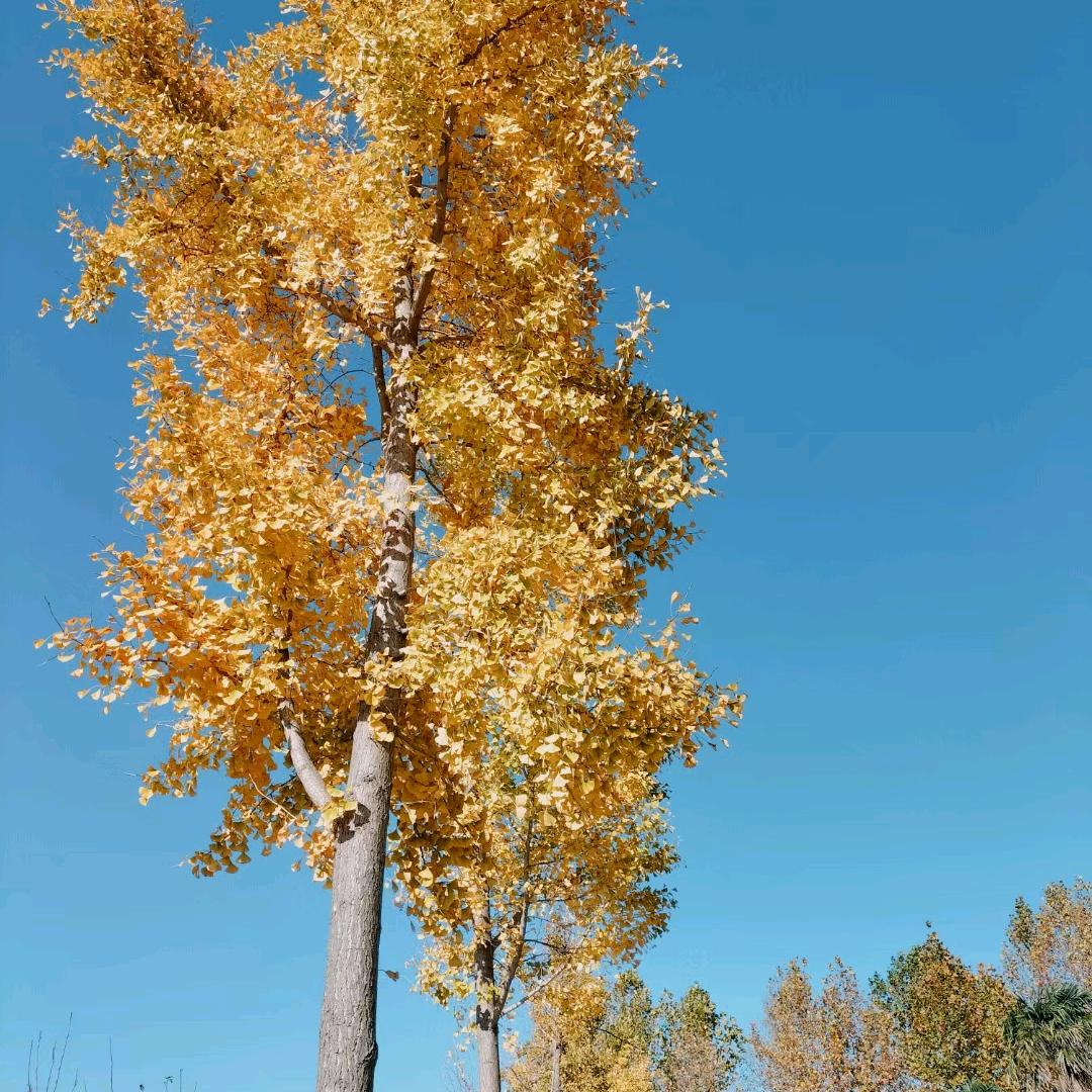 爱要有你才完美