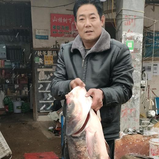 华山水库网红鱼