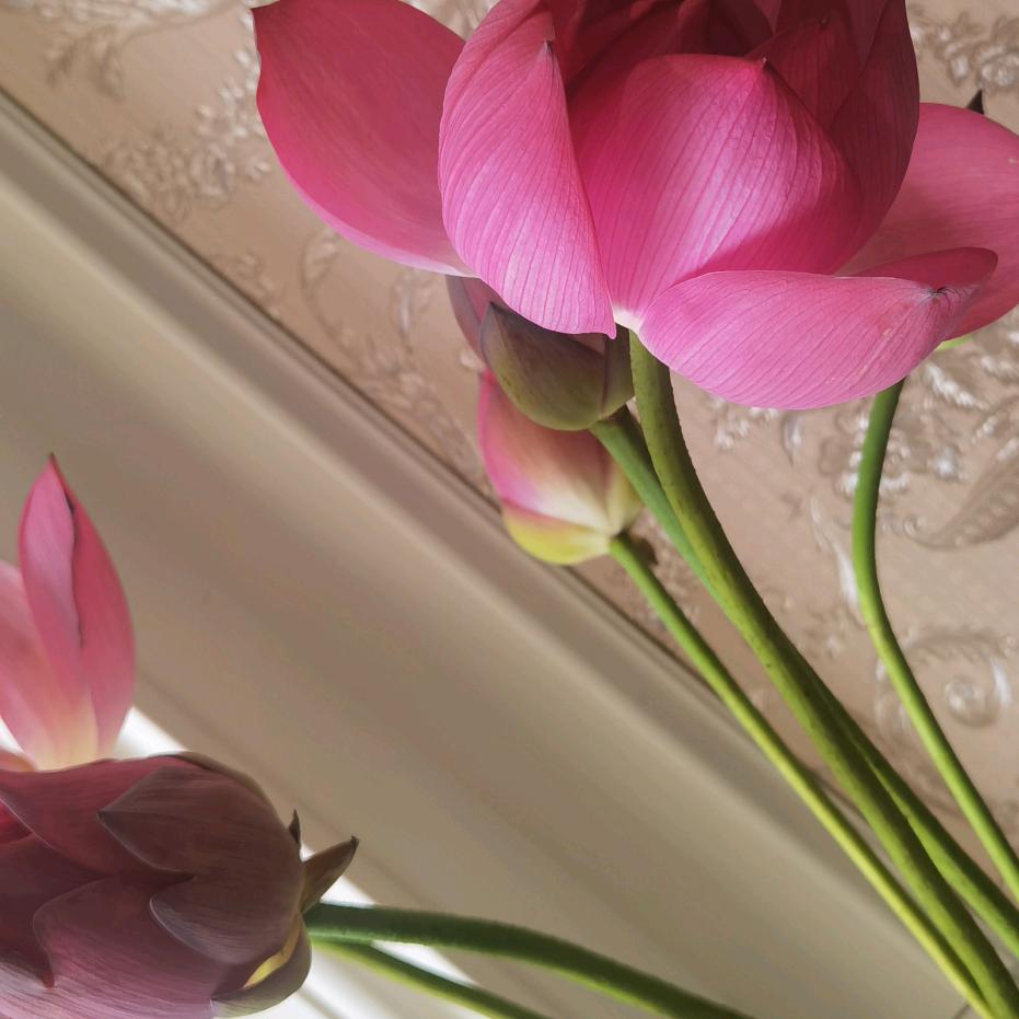 柠夏初开🌺🌷