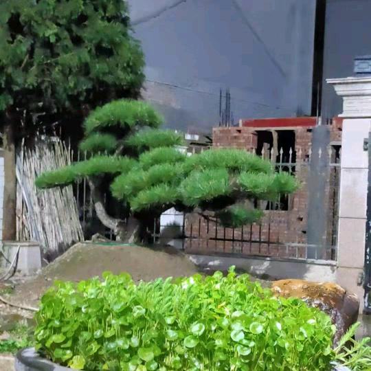 李松园艺