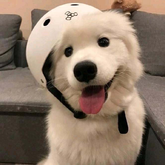 雾得