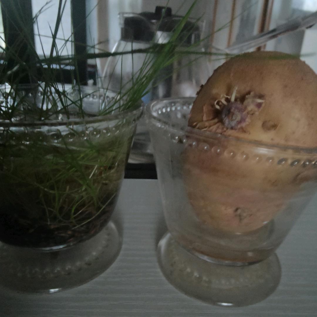 庄上的土豆（河北）