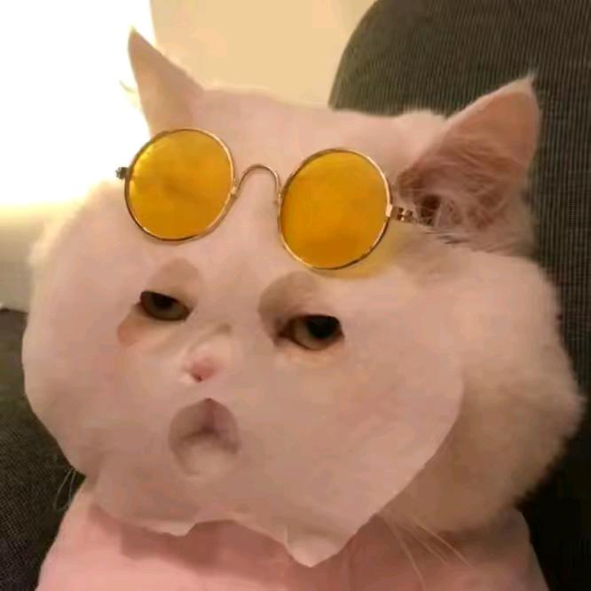 安妮打团要带熊