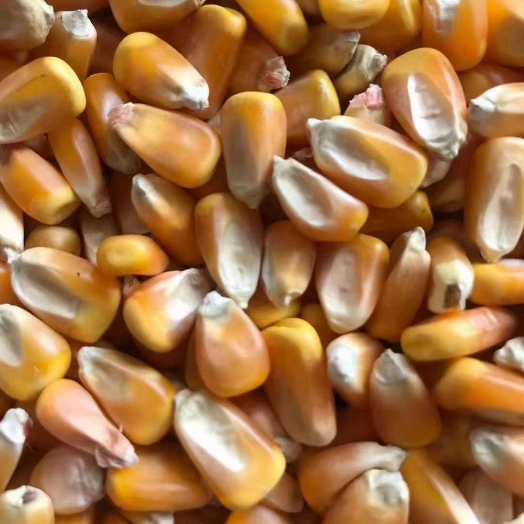 下曲三旺玉米购销