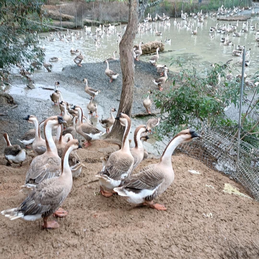 颂记鸡鸭鹅养殖