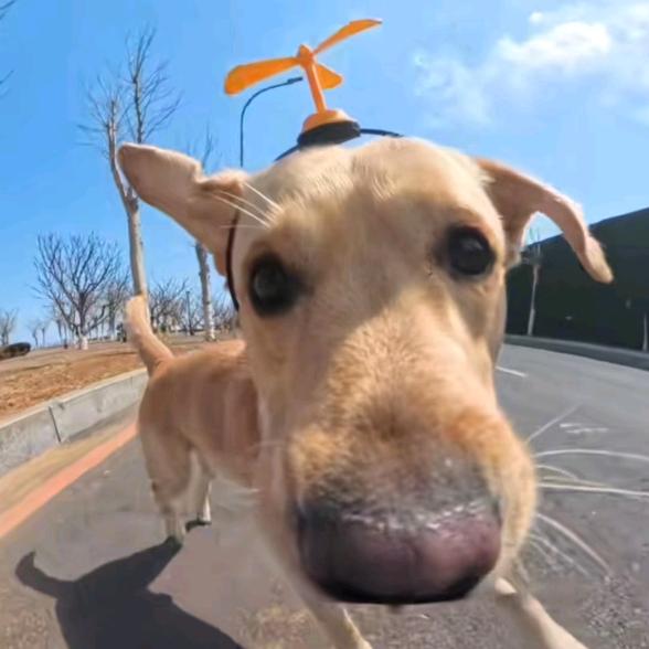 东汉末年闹鸡瘟，曹操怒砍蔡徐坤