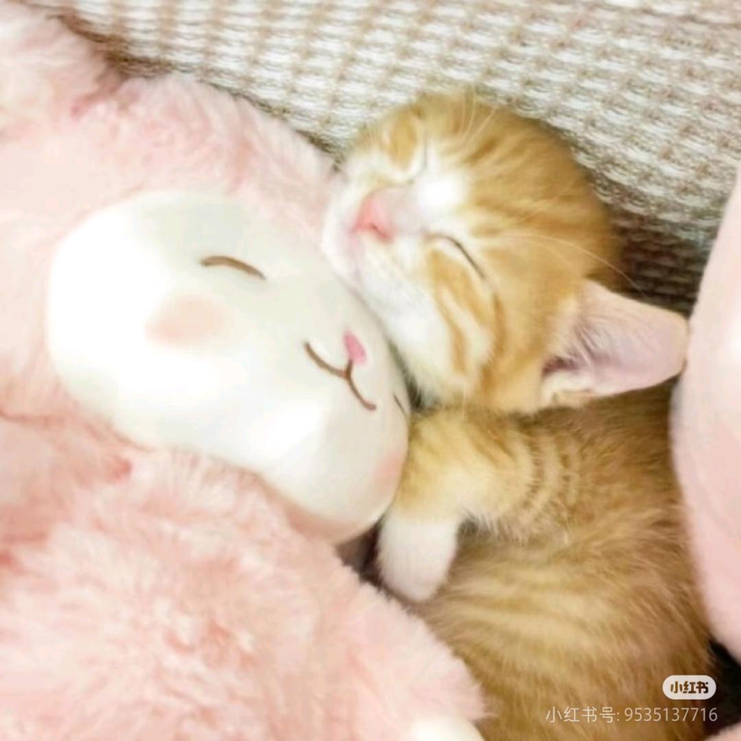 (¯▿¯) 歪，在吗？