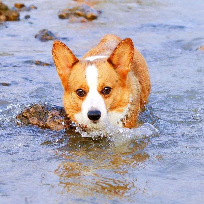 江大水