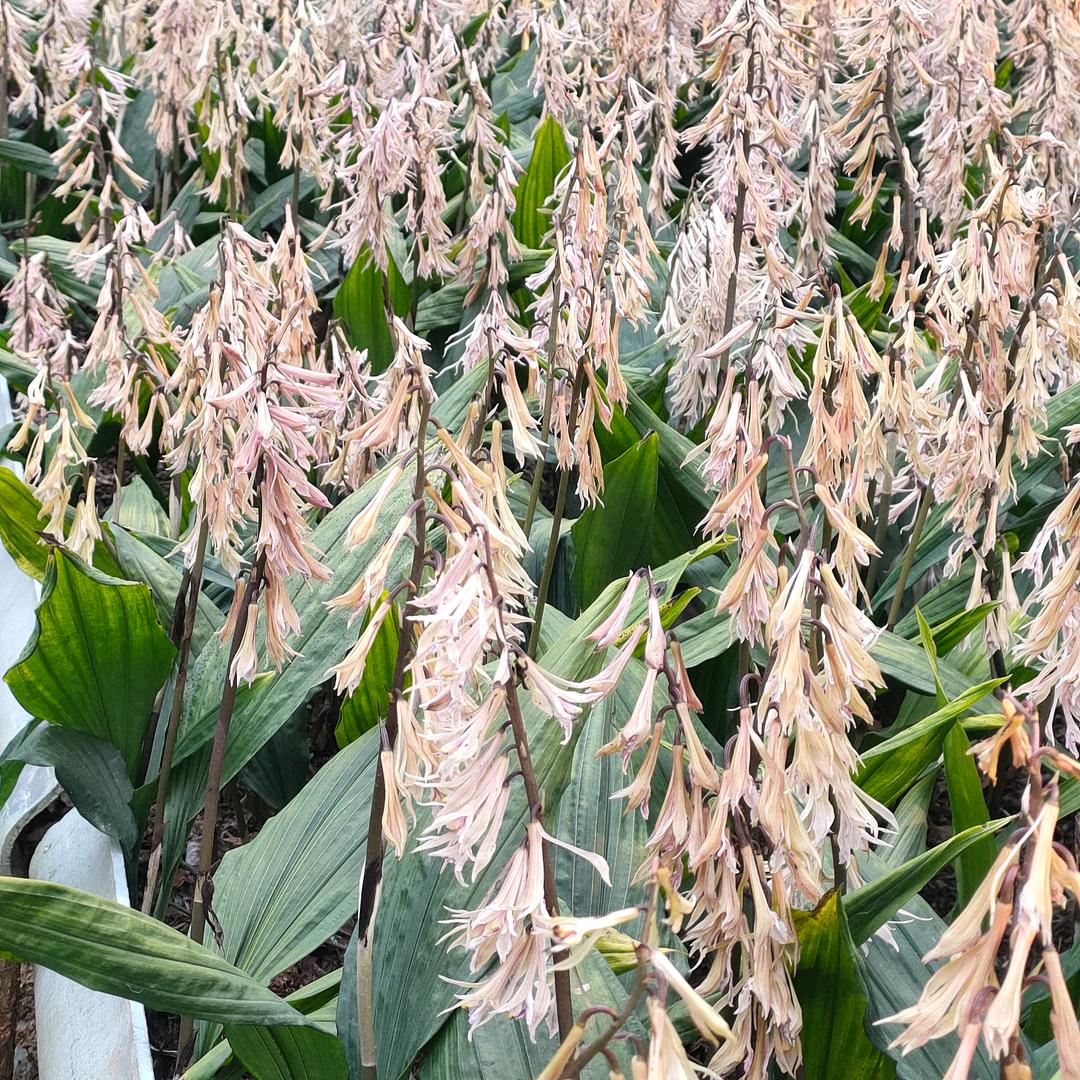 毛慈菇种植