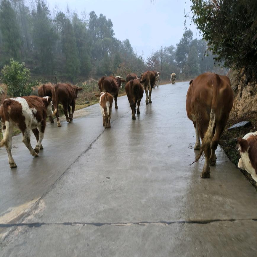 红姐农村养牛记