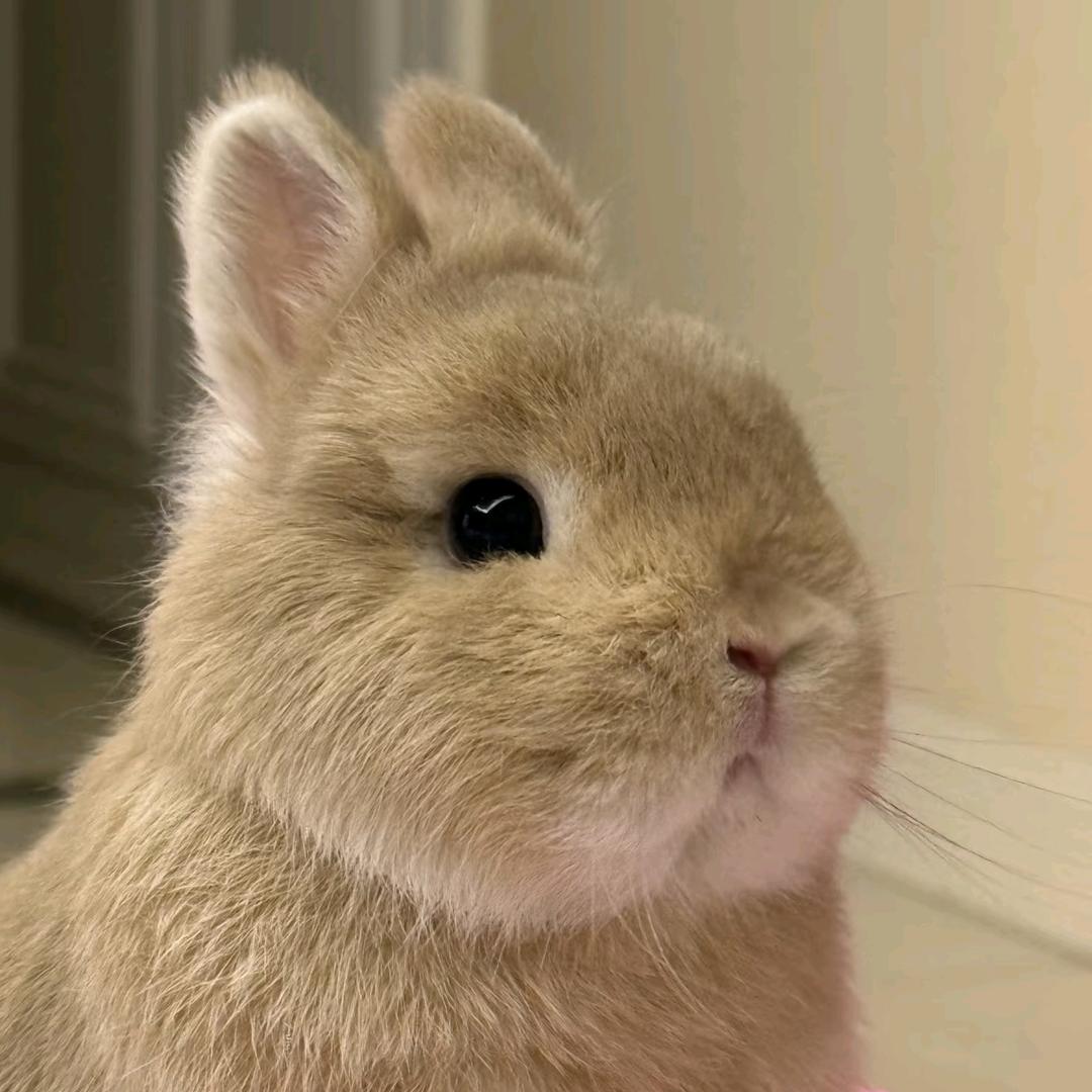 趣问兔兔