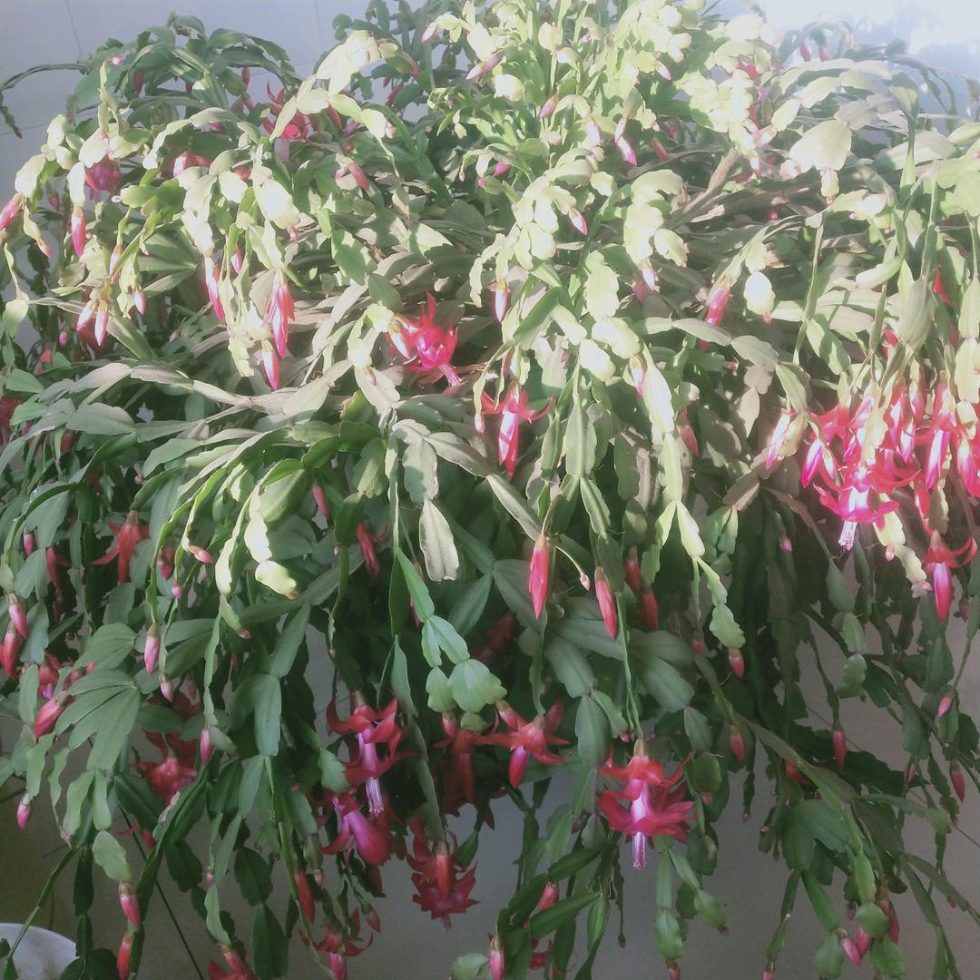 开心快乐过好每一天+在火山