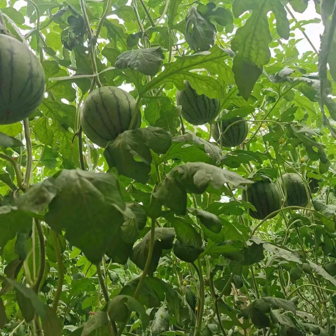 东明县刘墙礼品西瓜