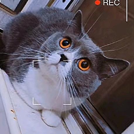 布 蓝 橘🐱