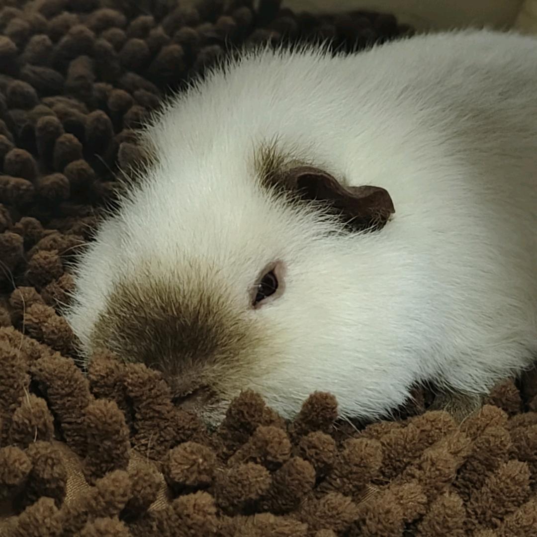 角角和大钱儿的日常