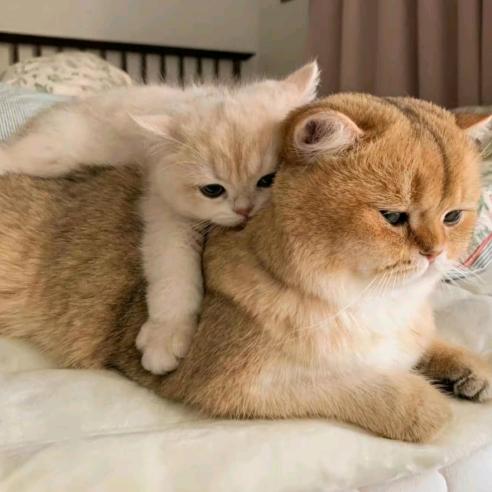 反派小猫糕手