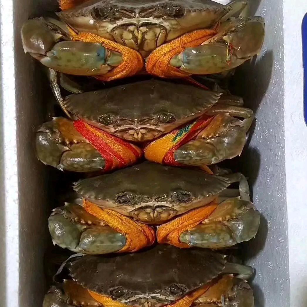 李辉（珠海青蟹基地优品直供）