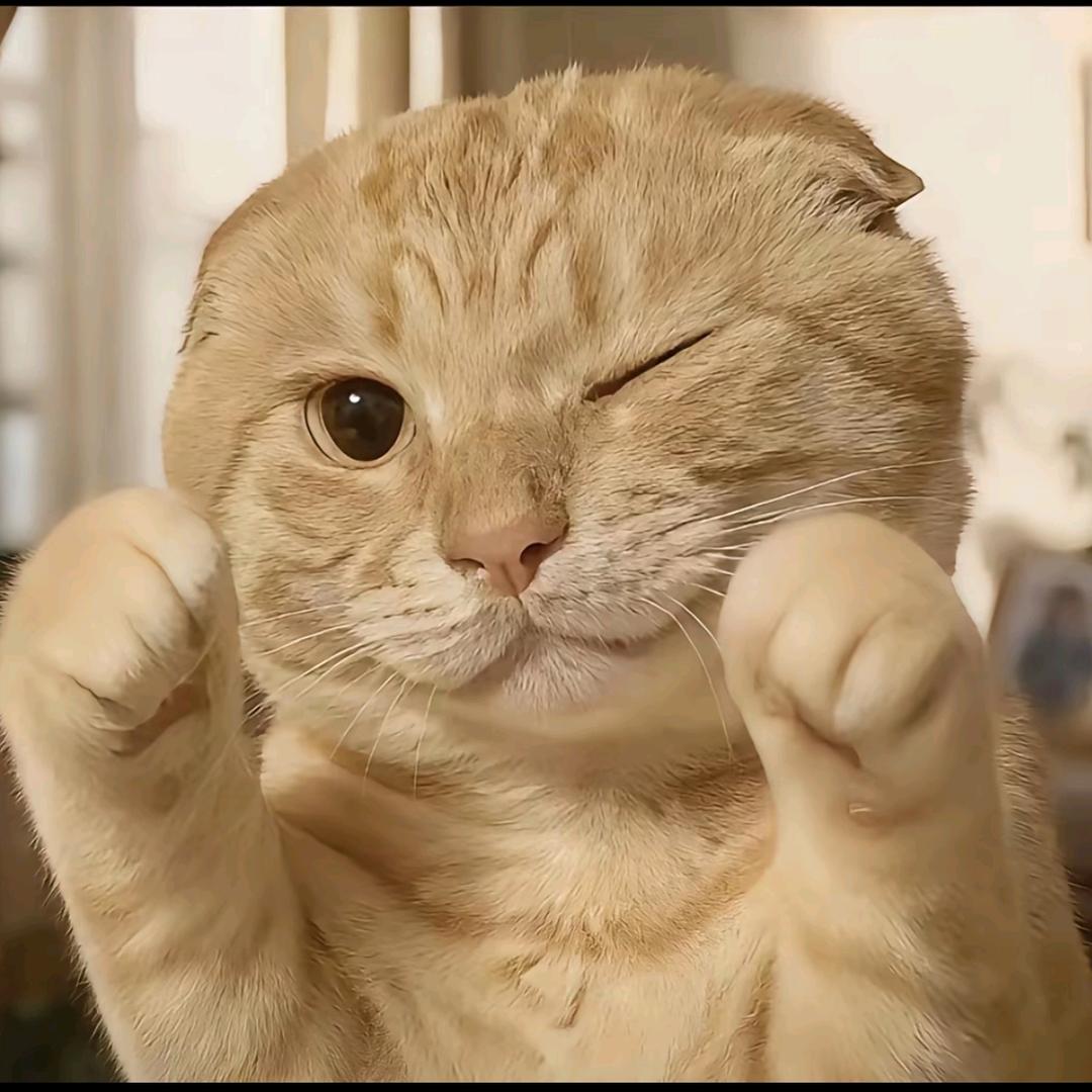 站在银烁头上哈人的圆头耄耋💫