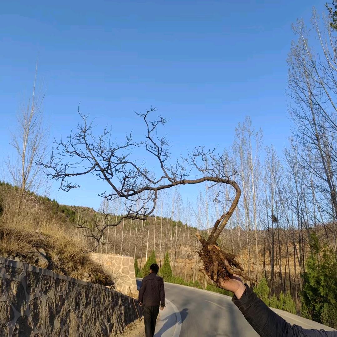 太行盆景杂货铺