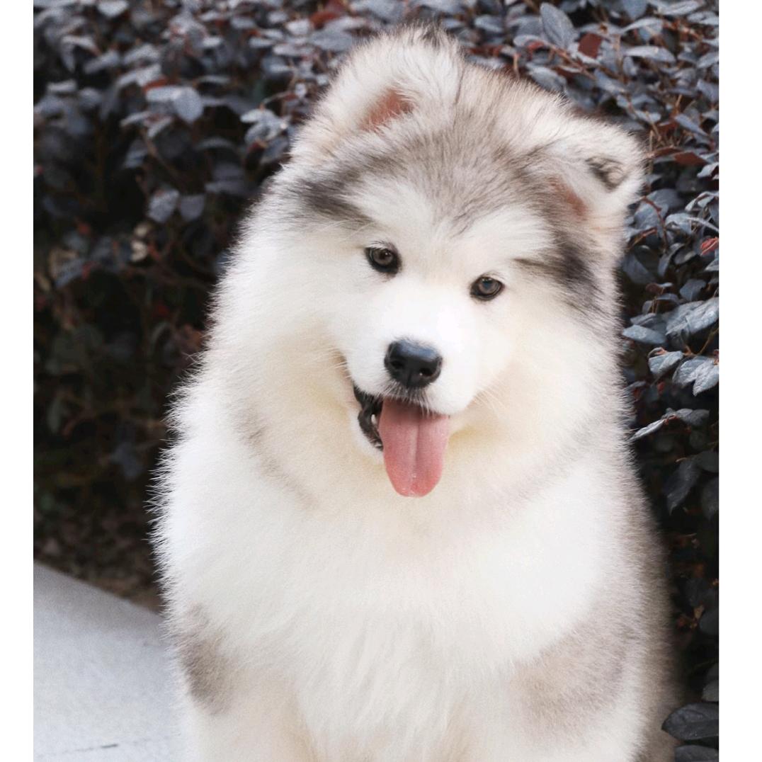 小周家的阿拉斯加