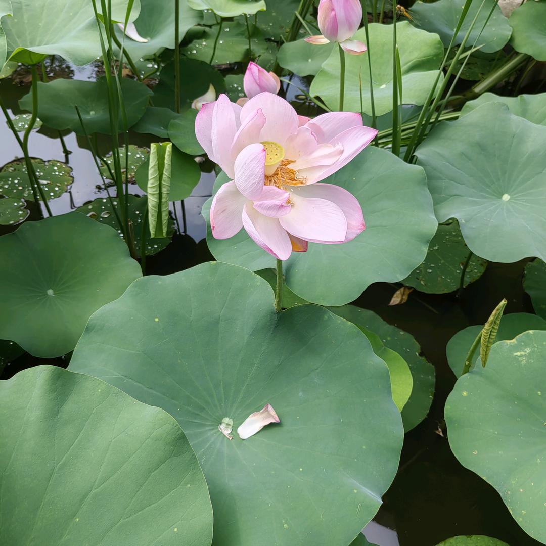 杨阳阳