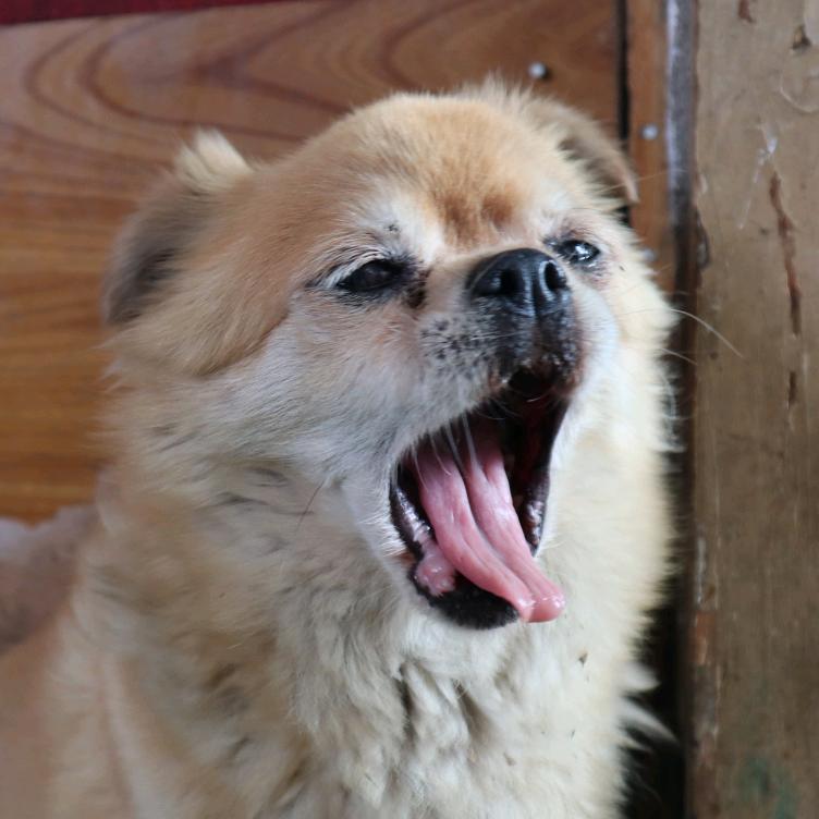 废废的萌宠日记