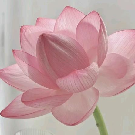 诸事顺遂✧(≖ ◡ ≖✿)✧