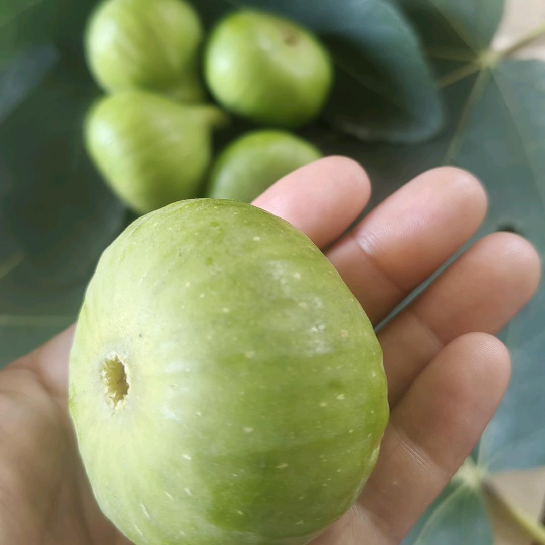 豫威天成家庭农场