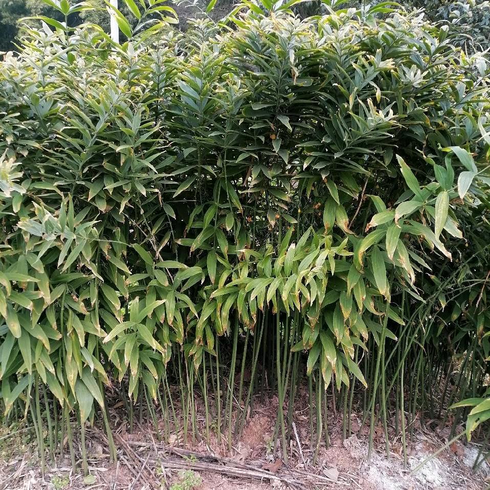 巴山黄精