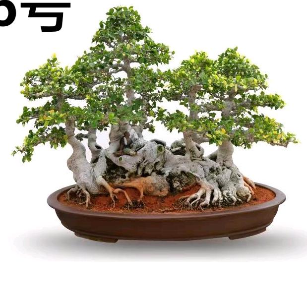 山哥