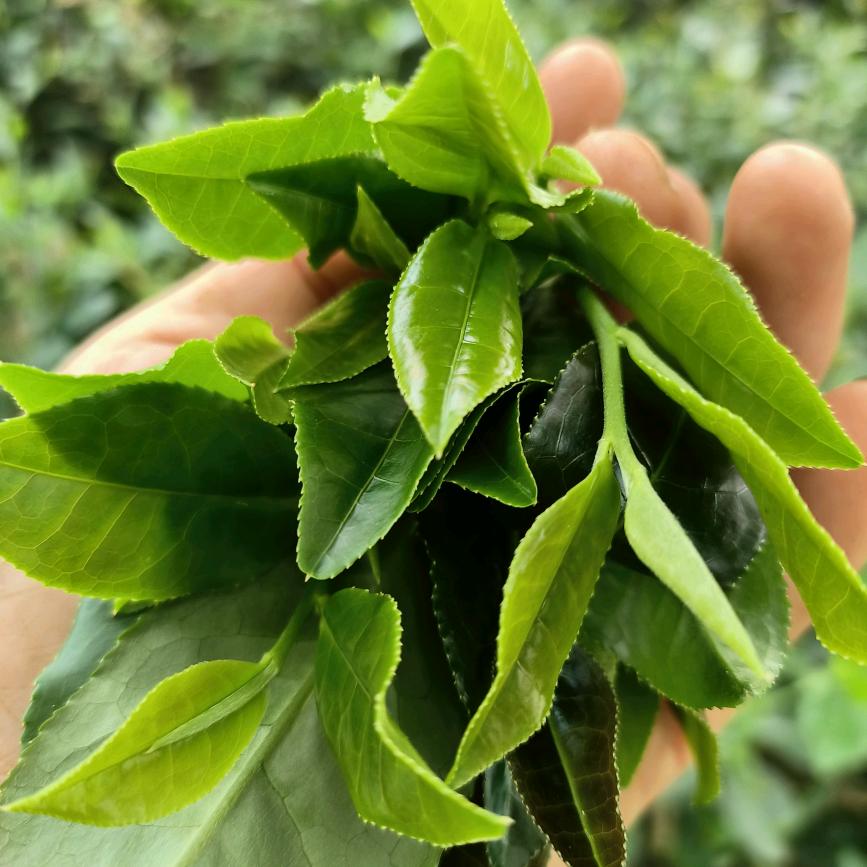 小草
