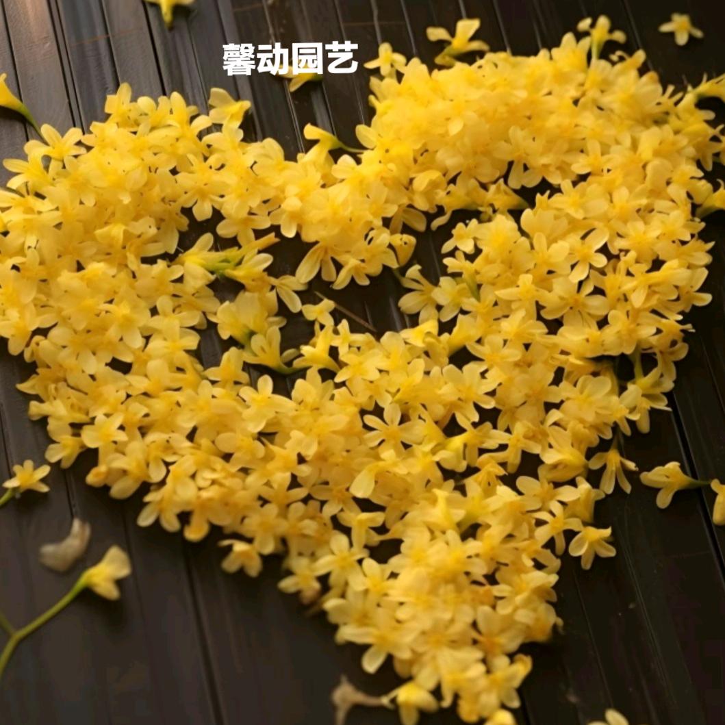 馨动园艺