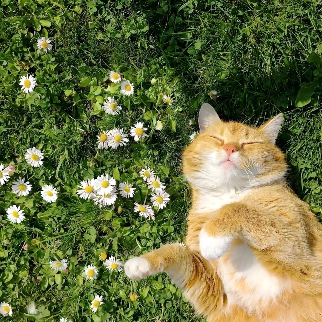 🐈