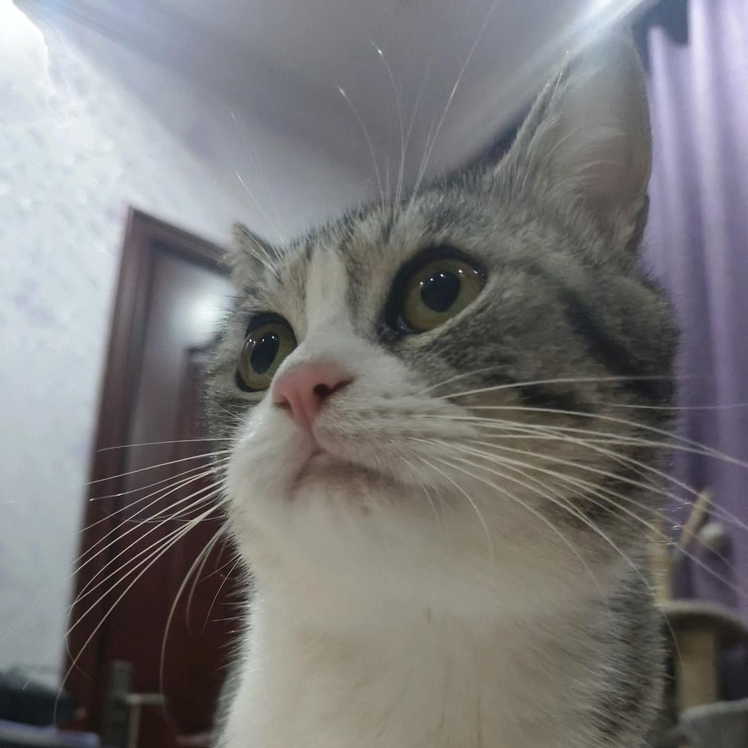 差不多小姐和她的喵呜