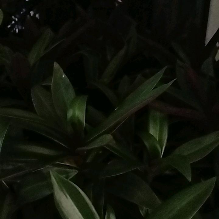 人到四十已中年