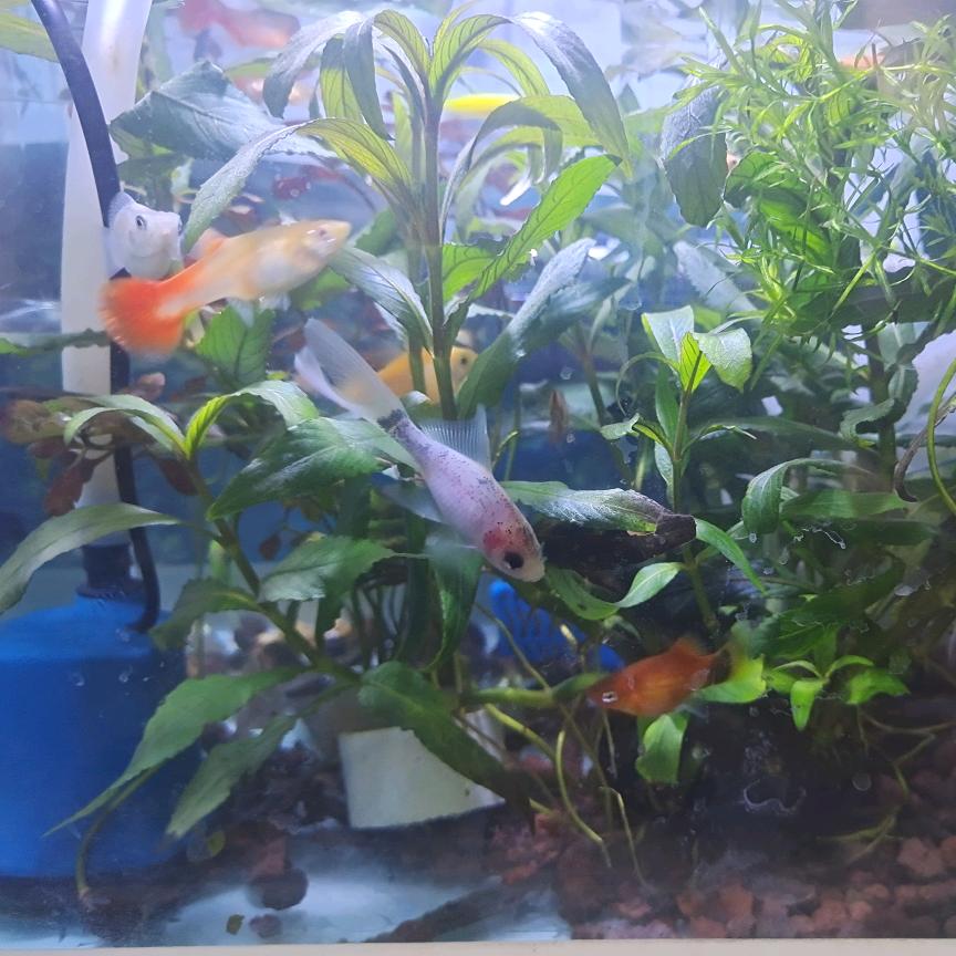 ᥫᩣ.晴天⁹²¹