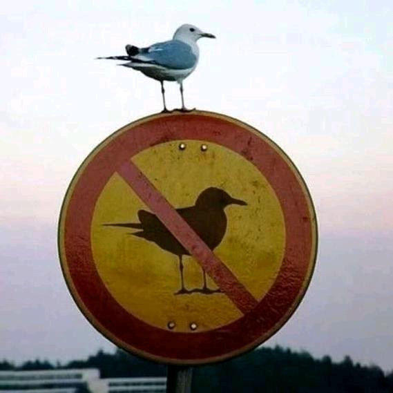 一般路过友人L🪐