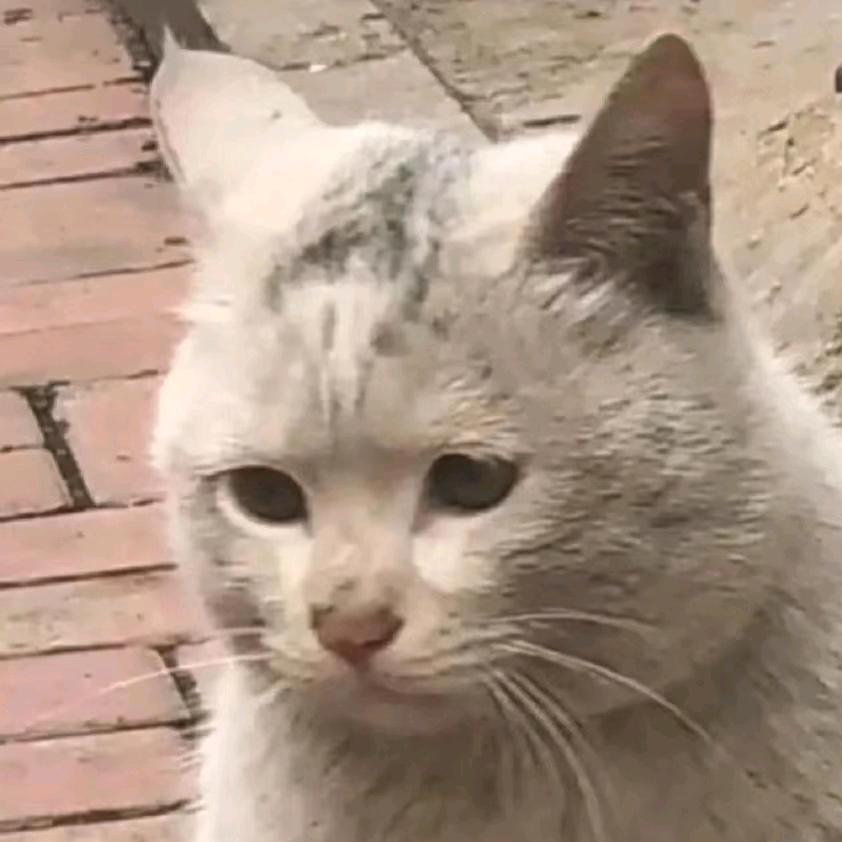 猫猫没饭吃