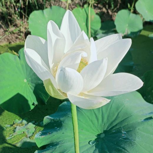 吴二团长