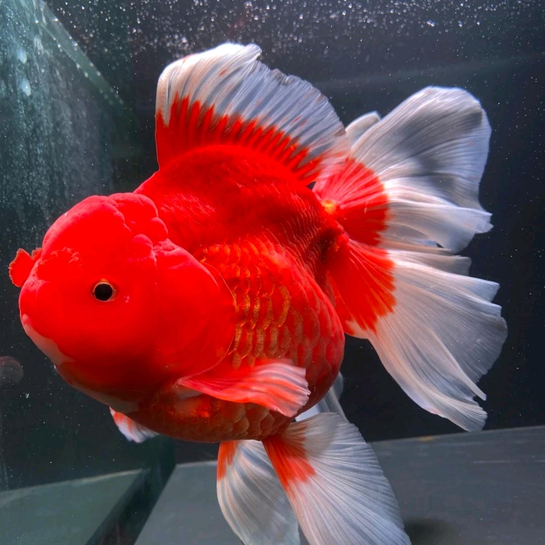 小胖 觀賞魚