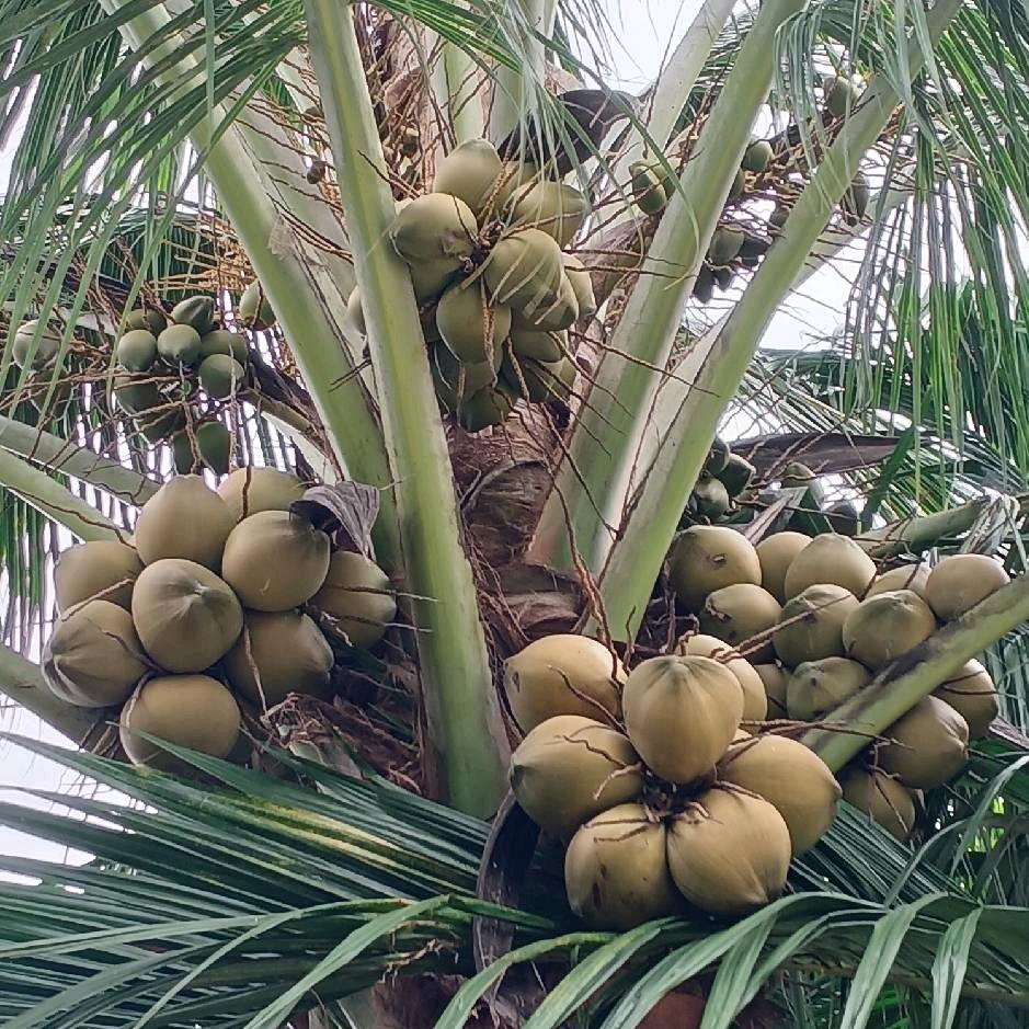 在三亚的甘E芒果大叔