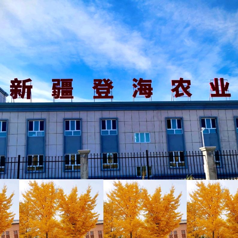 新疆登海农业科技有限公司