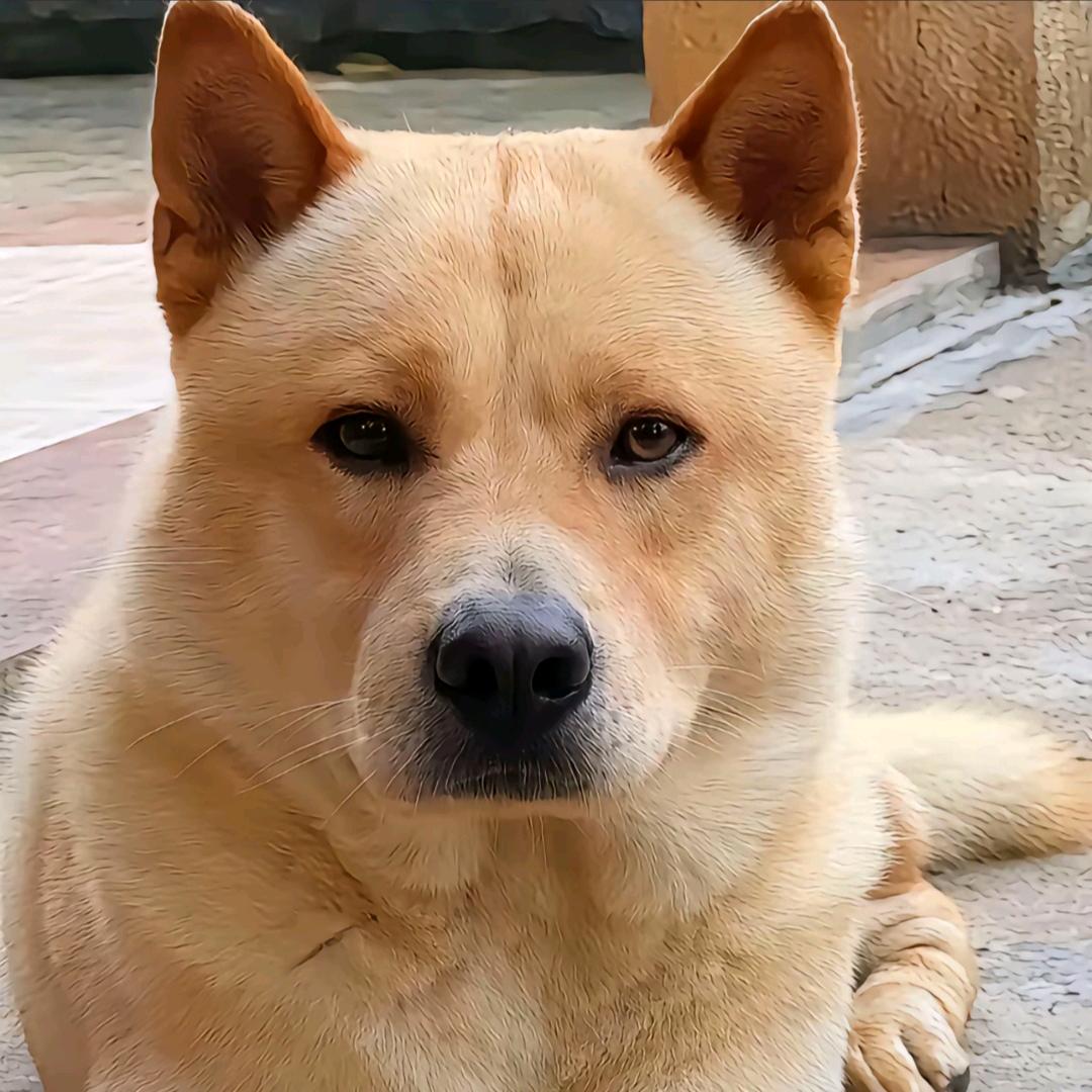 🐳臭豆腐