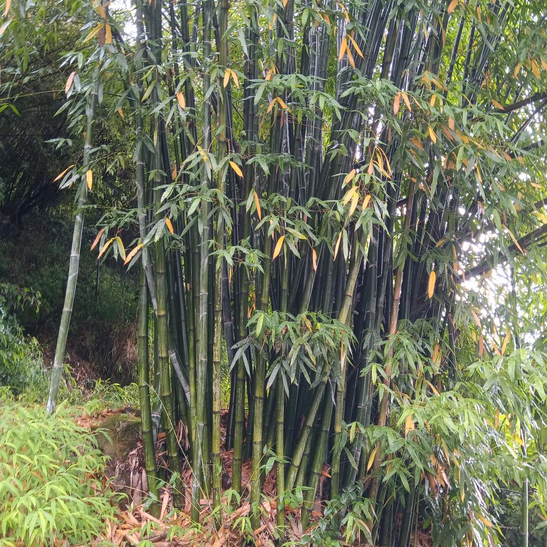 专业无人机吊运，出租，承包竹林砍伐