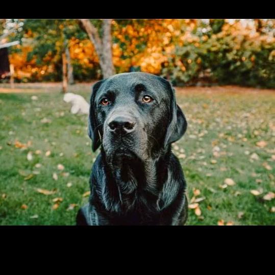 赣榆拉布拉多