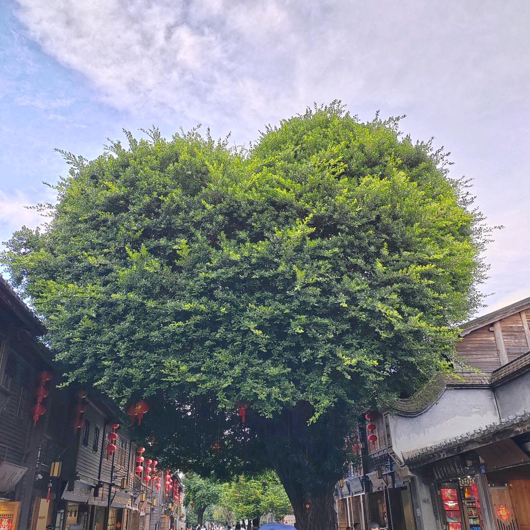 💕浪漫满屋💕