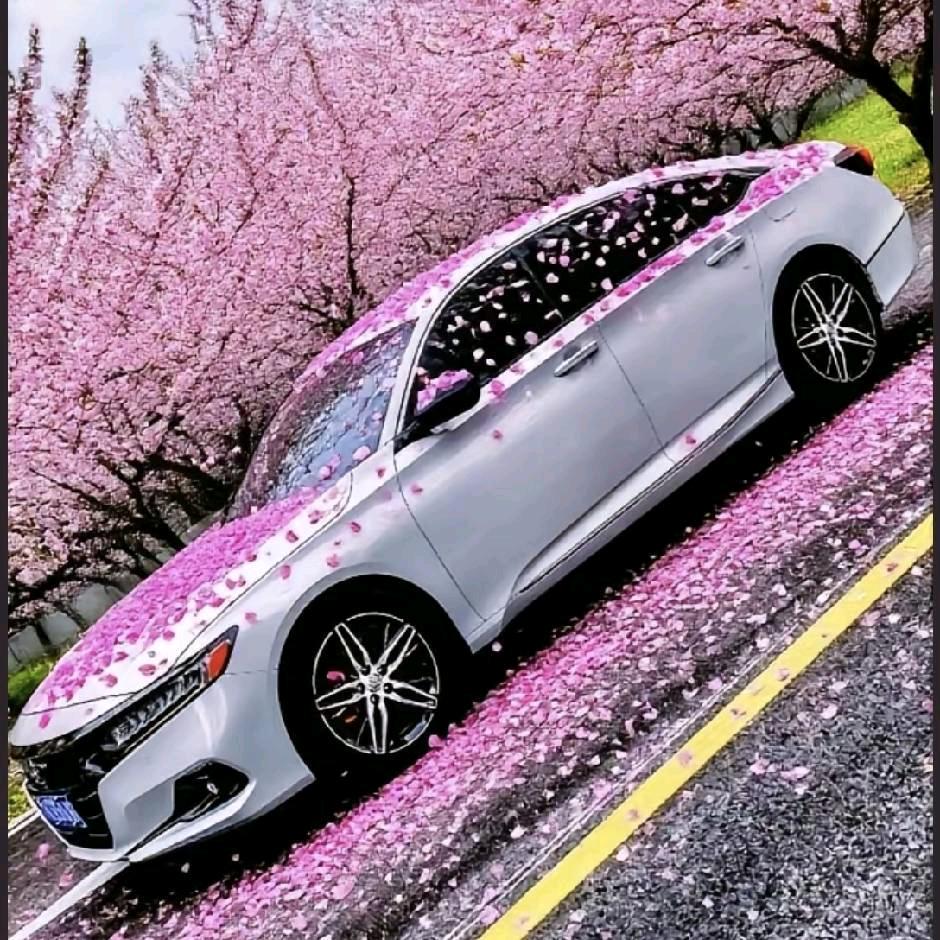 🔅࿚໌້ᮨsꫀꫀꪑ꯭ꦿ꯭